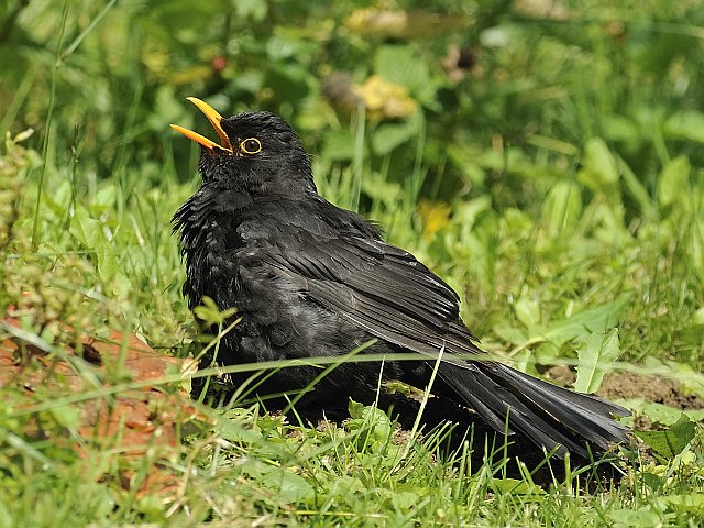 Amsel © Willy Renner