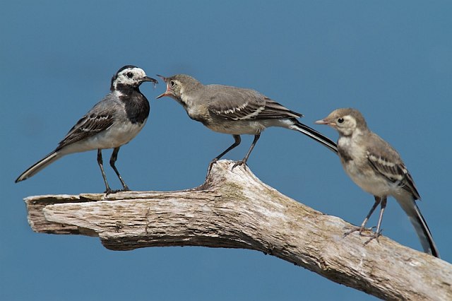 Bachstelze &copy; Horst Beer