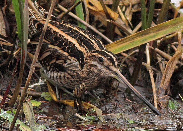 Bekassine &copy; Markus Dähne