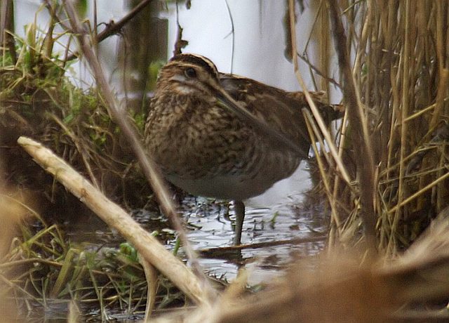 Bekassine &copy; Markus Dähne