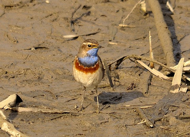 Blaukehlchen &copy; Friedrich Renner
