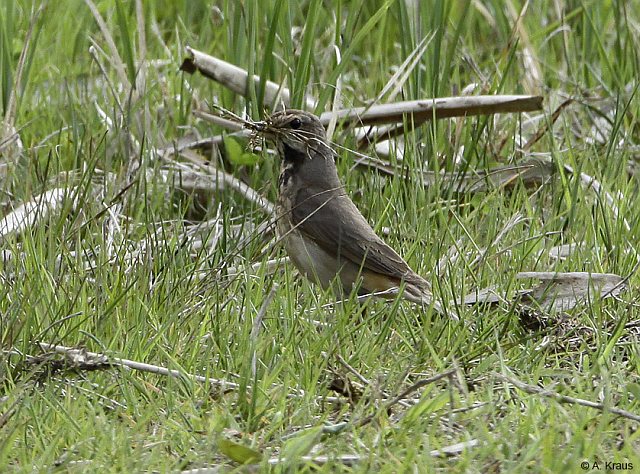 Blaukehlchen &copy; Alexander Kraus