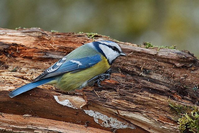 Blaumeise © Michael Manitz