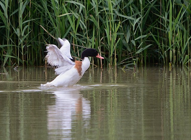 Brandgans &copy; Johann Zimmermann