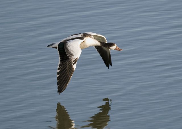 Brandgans &copy; Markus Römhild