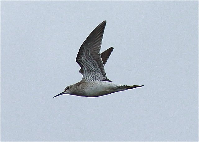 Bruchwasserläufer &copy; Christian Haass