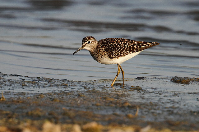 Bruchwasserläufer &copy; Andreas Stern