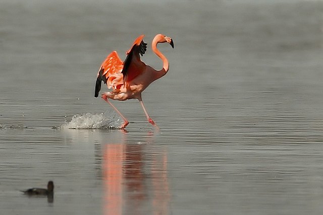 Hybride &copy; Michael Manitz