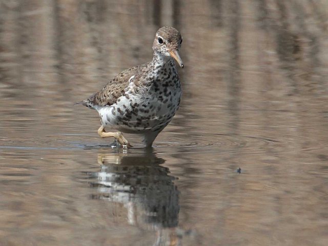 Drosseluferläufer &copy; Olav Krüger