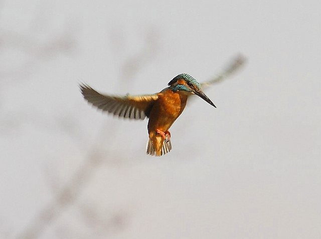 Eisvogel &copy; Carl-Peter Herbolzheimer