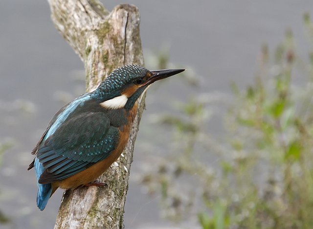 Eisvogel &copy; Jörg Langenberg