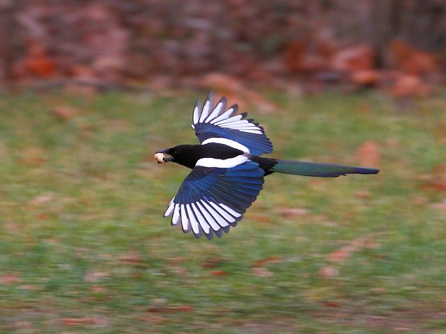 Elster &copy; Carl-Peter Herbolzheimer