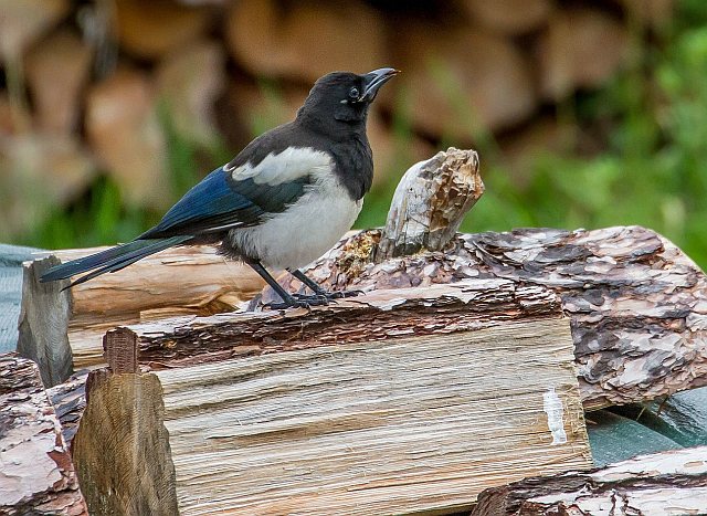 Elster &copy; Carl-Peter Herbolzheimer