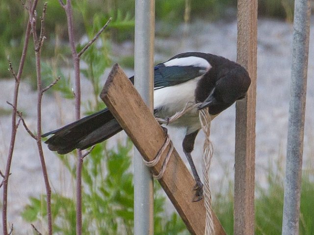 Elster &copy; Carl-Peter Herbolzheimer