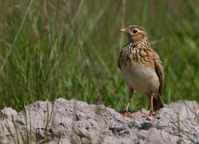 Feldlerche &copy; Michael Manitz