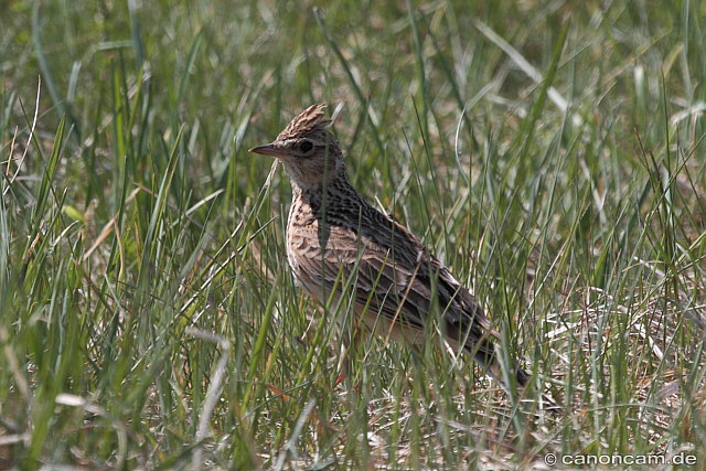 Feldlerche &copy; Heinrich Hottarek