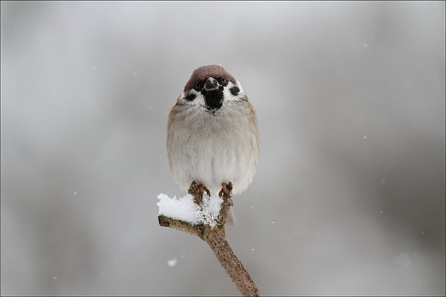 Feldsperling &copy; Mark Kumke