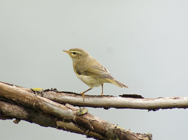 Fitis &copy; Alexander Stöhr