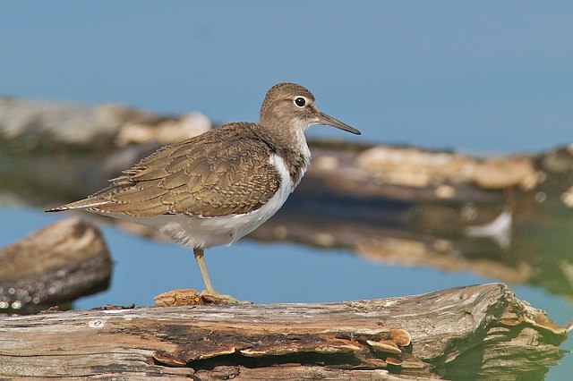 Flussuferläufer &copy; Horst Beer