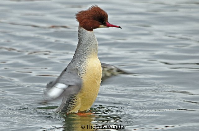 Gänsesäger &copy; Thomas Wunder