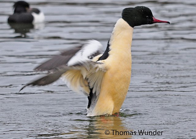Gänsesäger &copy; Thomas Wunder