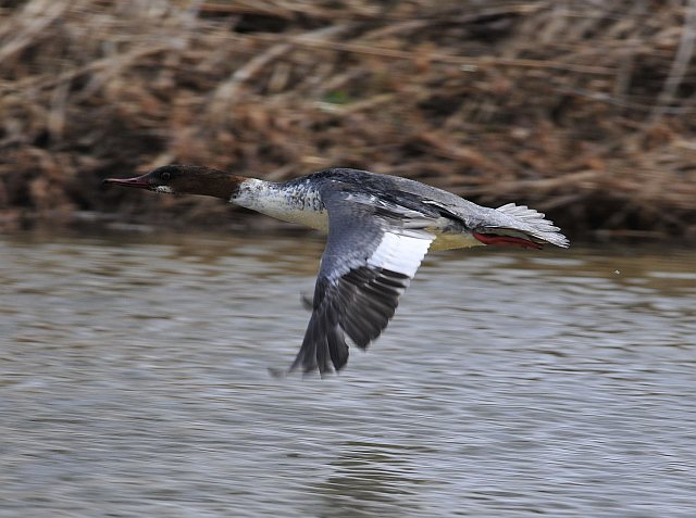 Gänsesäger &copy; Norbert Estner