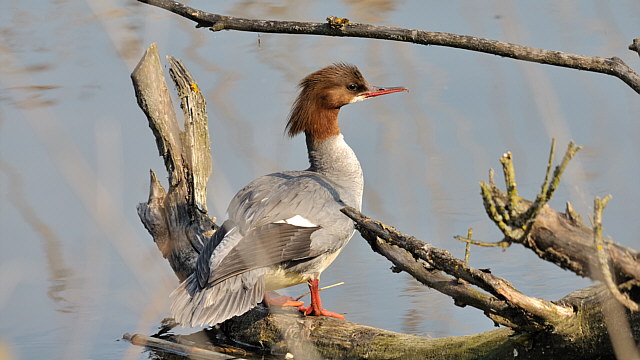 Gänsesäger &copy; Friedrich Renner