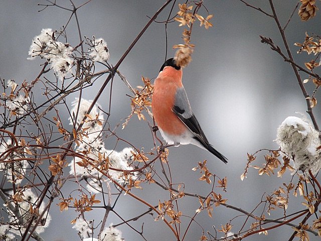 Gimpel &copy; Susanne Rieck