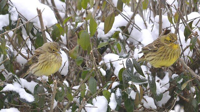 Goldammer &copy; Friedrich Renner