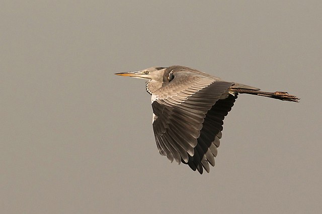 Graureiher &copy; Michael Manitz