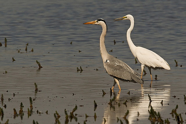 Graureiher &copy; Michael Manitz