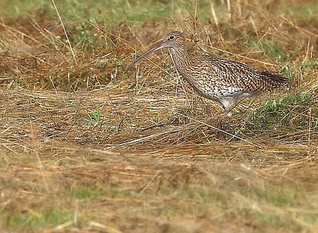 Großer Brachvogel &copy; Michael Manitz