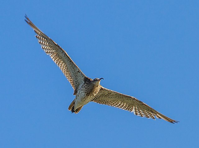 Großer Brachvogel &copy; Carl-Peter Herbolzheimer