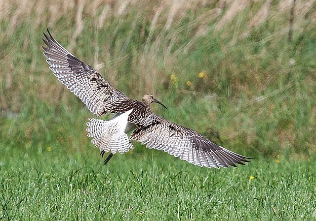 Großer Brachvogel &copy; Markus Beser