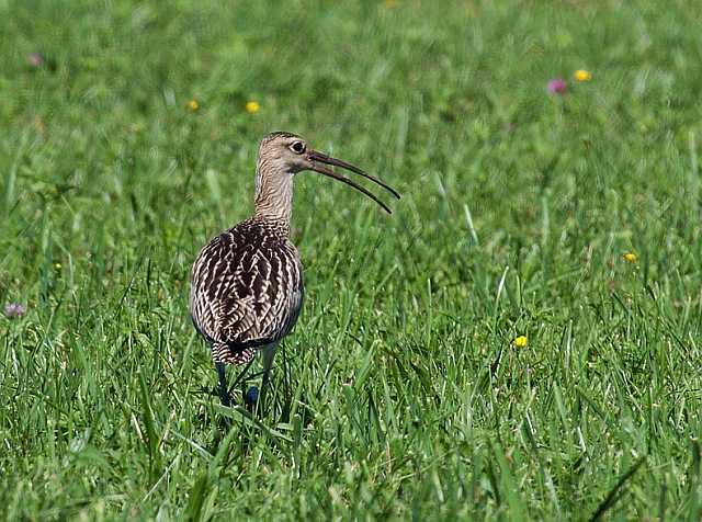 Großer Brachvogel &copy; Markus Beser