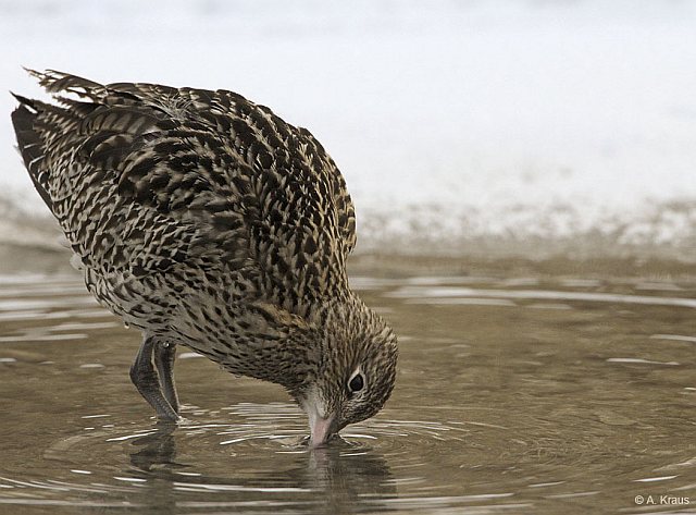 Großer Brachvogel &copy; Alexander Kraus