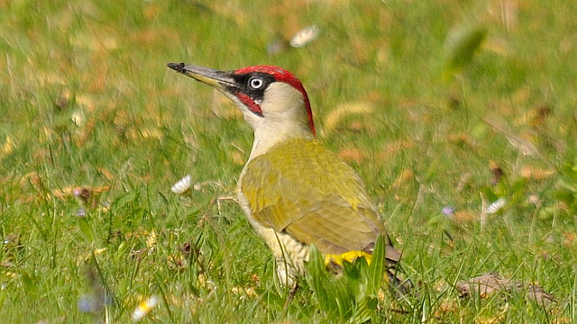 Grünspecht &copy; Friedrich Renner