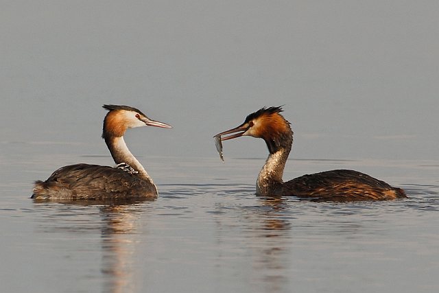 Haubentaucher &copy; Michael Manitz