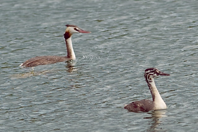Haubentaucher &copy; Willy Renner