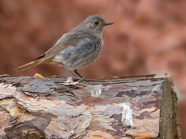 Hausrotschwanz &copy; Carl-Peter Herbolzheimer
