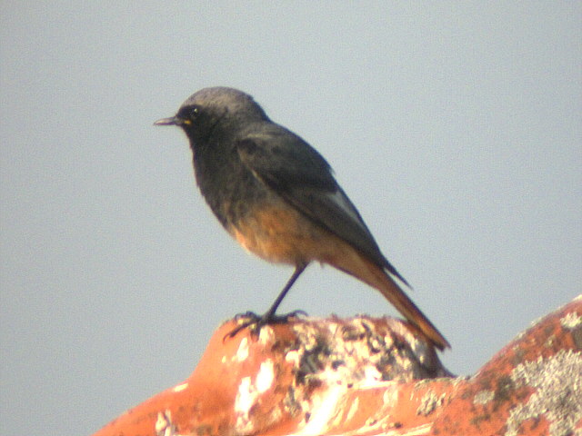 Hausrotschwanz &copy; Rainer Jahn