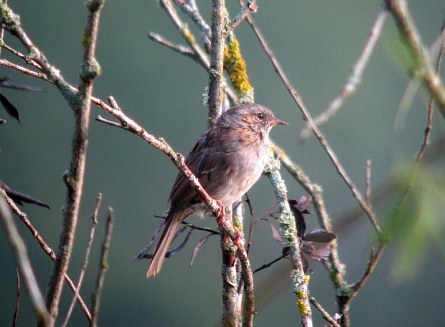 Heckenbraunelle &copy; Susanne Rieck
