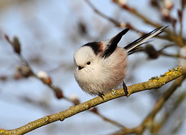 Schwanzmeise &copy; Andreas Stern