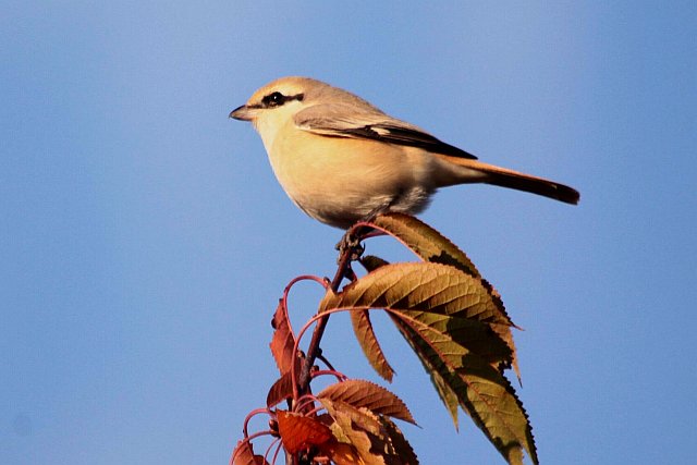 Isabellwürger &copy; Winfried Erlwein 