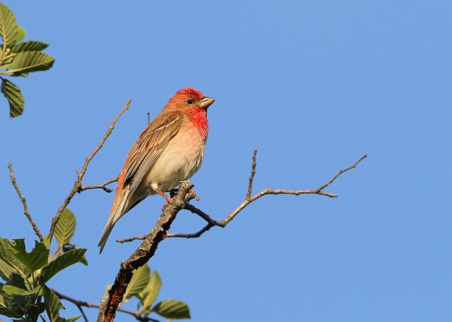 Karmingimpel &copy; Christoph Moning