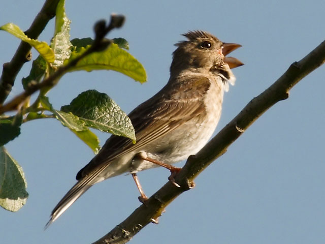 Karmingimpel &copy; Michael Manitz