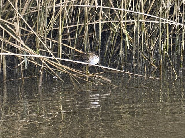 Kleines Sumpfhuhn &copy; Friedrich Renner