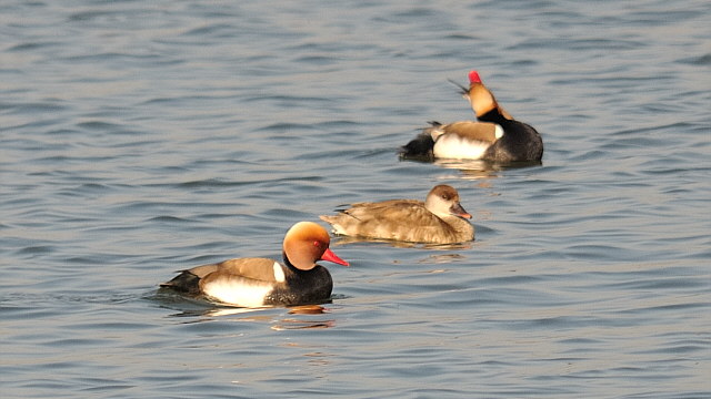 Kolbenente &copy; Friedrich Renner