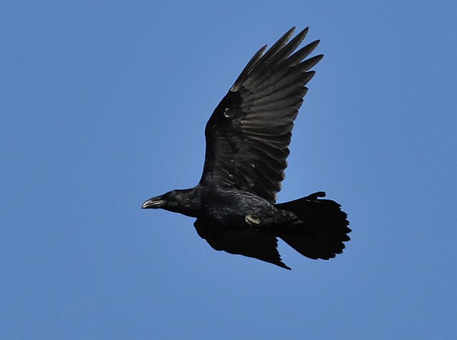 Kolkrabe &copy; Norbert Estner