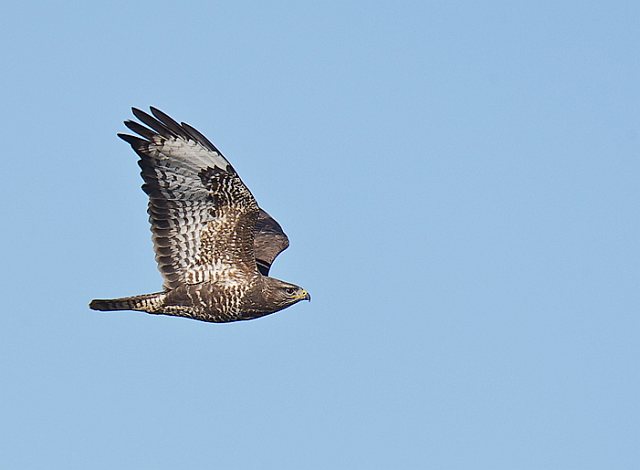 Mäusebussard &copy; Johannes Sänze